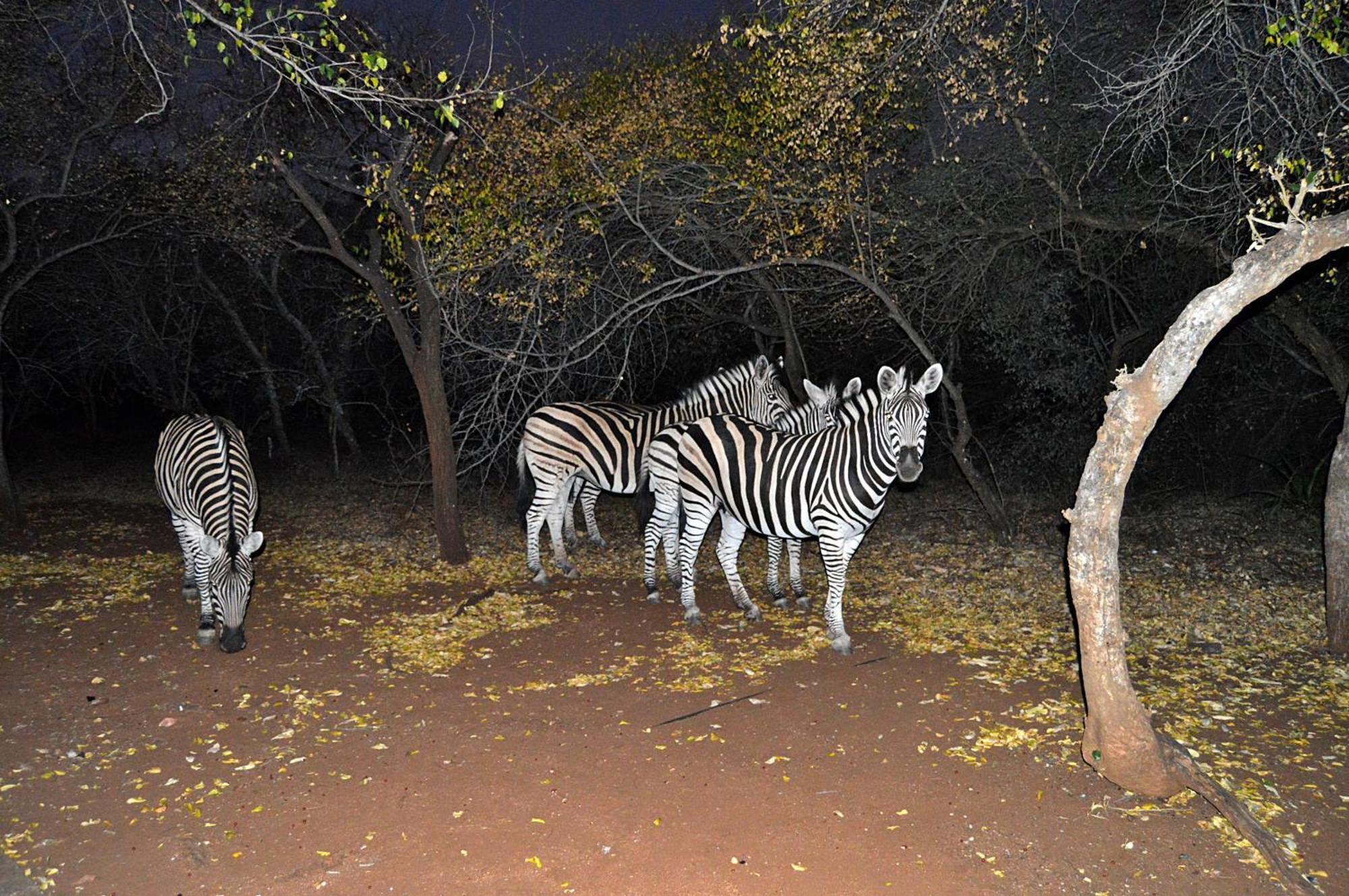 Ferienhaus Elijara Kruger